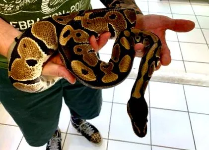 reptiligne