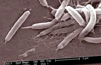 pylori