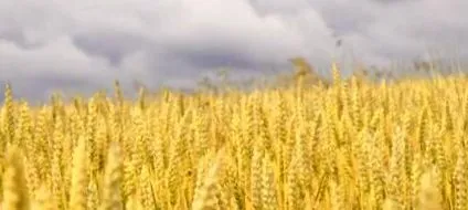 boala