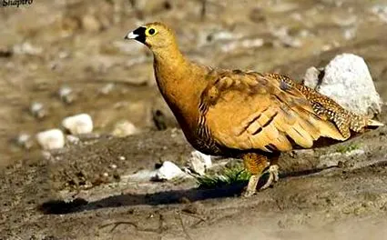álarcos