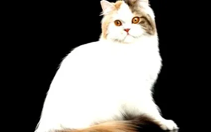 egyenes
