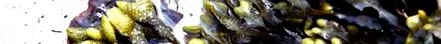 fucus