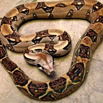 удавів