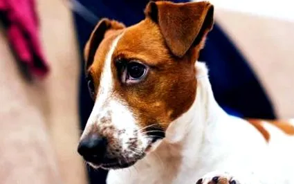 terrier
