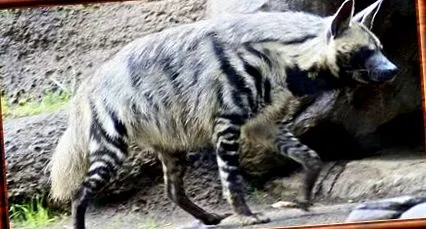 Hyaena hyaena
