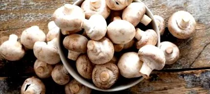agaricus