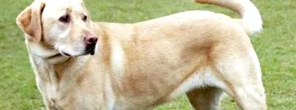 kutya