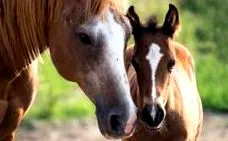equi iapa-broodmare