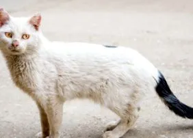панлейкопенії котів