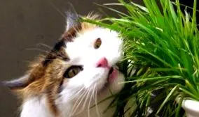 котів