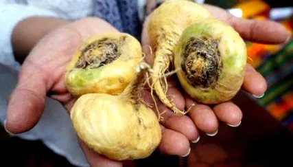 maca maca