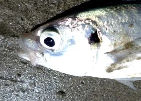 Trachurus trachurus