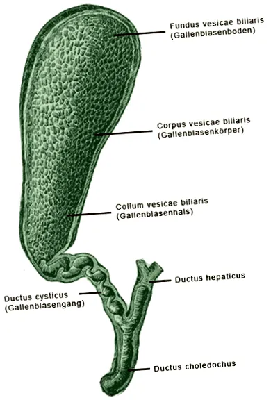 orvoslás