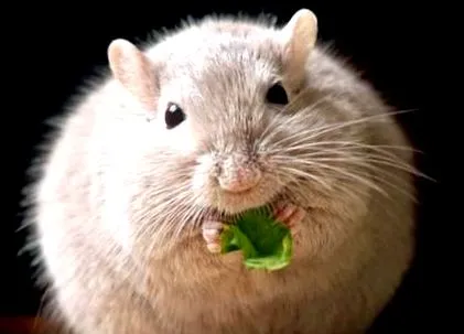 canabisul