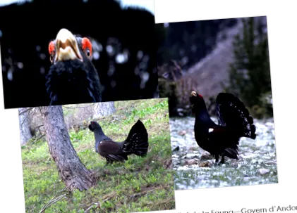 szamár