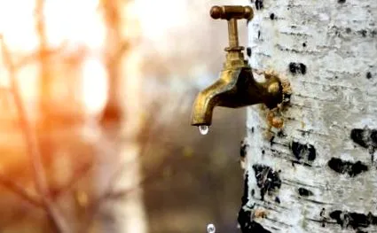 nyírfa nedve