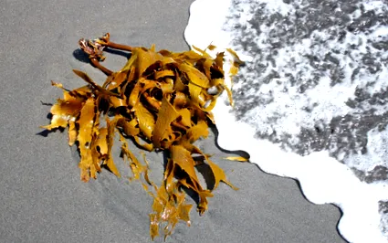 водорасли fucus