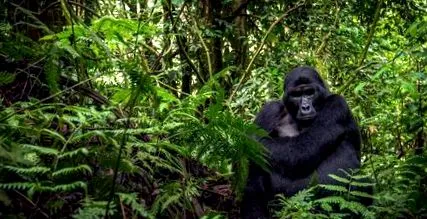 gorilla