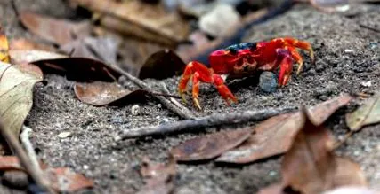 crab nutrienți