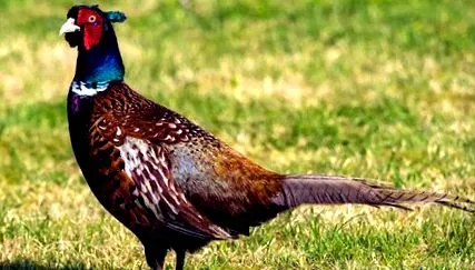 gallinacea fácán