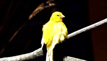 pasăre
