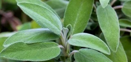 sage
