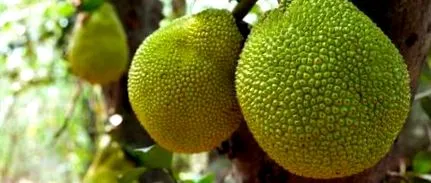 pâine fructele
