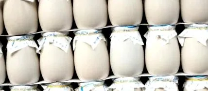 tehénjoghurt