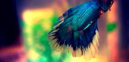 betta