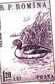 tadorne