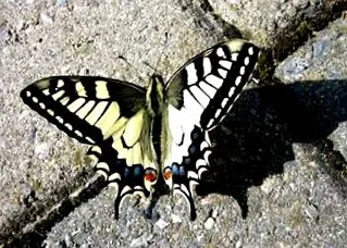 machaon