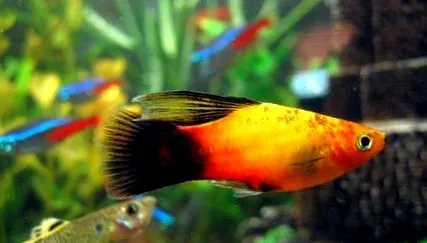 xiphophorus