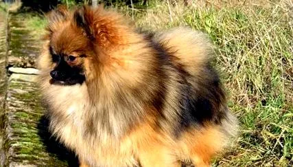 pomerániai spitz
