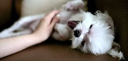 canin