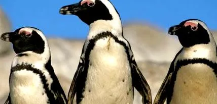 locul