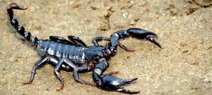 scorpionului scorpionului