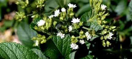 reduce stevia