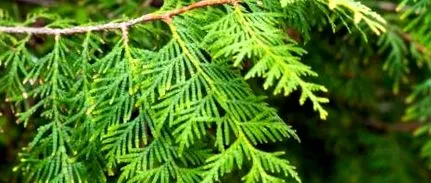 thuja