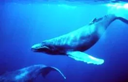 arctica