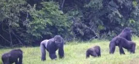 hegyi gorillák