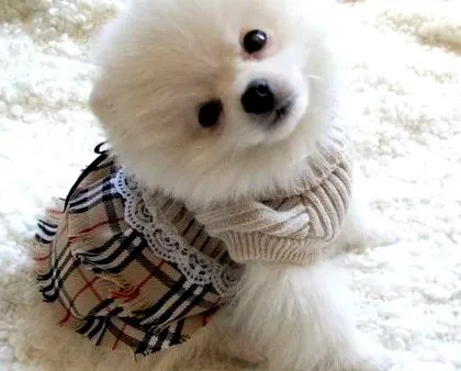 pomeranian