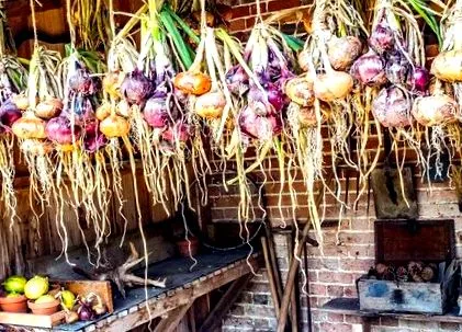 ceapă ceapă