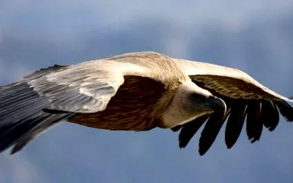 griffon