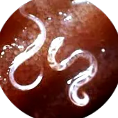 bélférgek