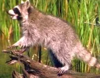 raccoon burgundia