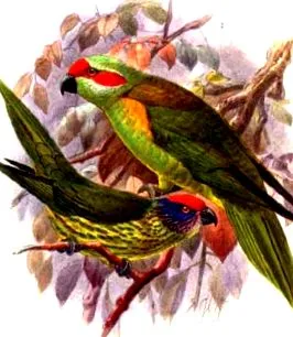 lorikeetje