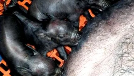 передається