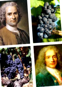 Pinot Noir