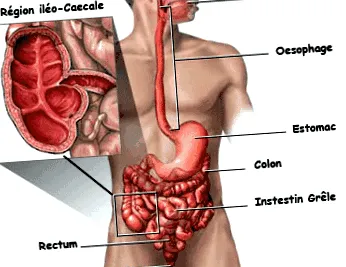 digestivă