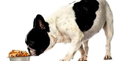 francia bulldog